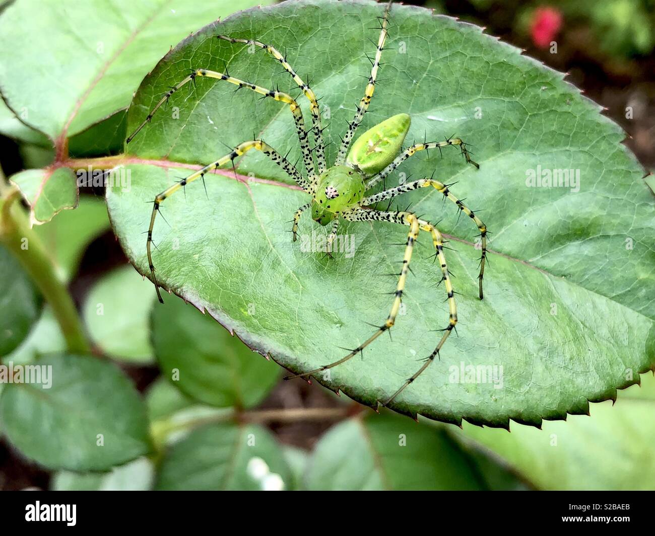 Lynx spider on a rose leaf Stock Photo