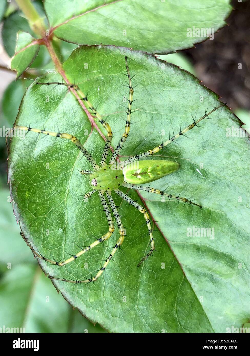 Lynx spider on a rose leaf Stock Photo