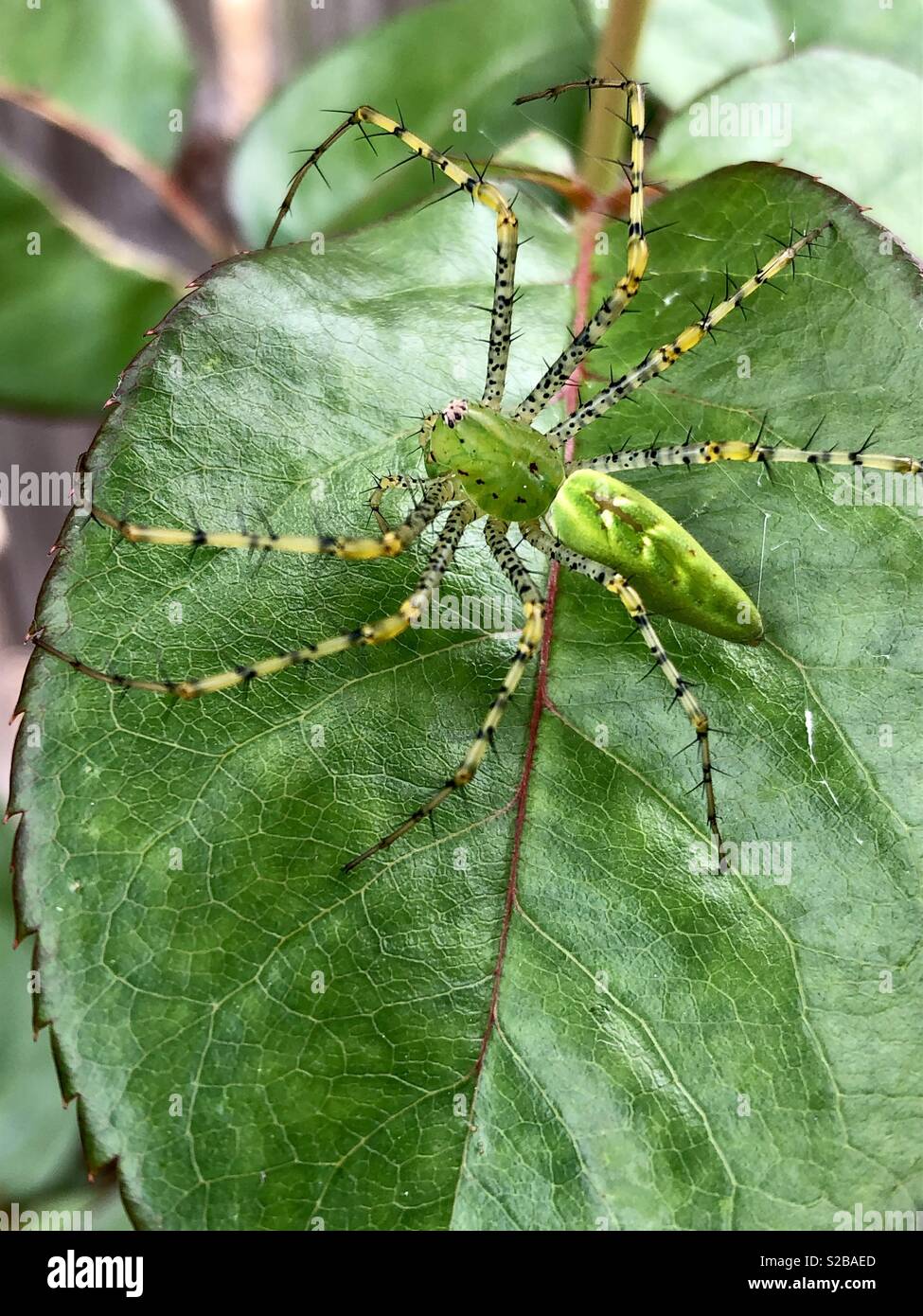Lynx spider on a rose leaf - Smartphone Captured Stock Image