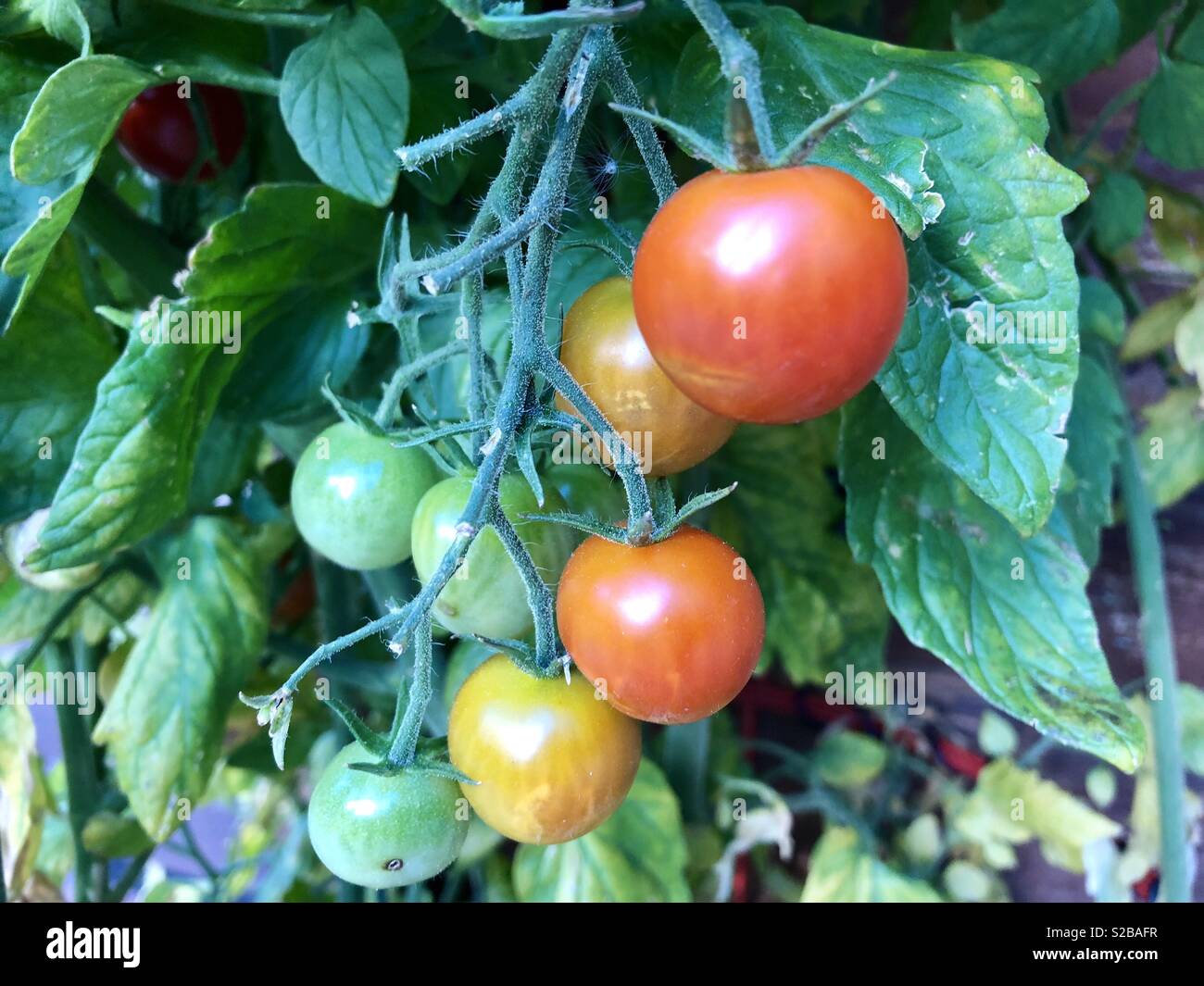 Cherry tomatoes ripening on the vine Stock Photo Alamy