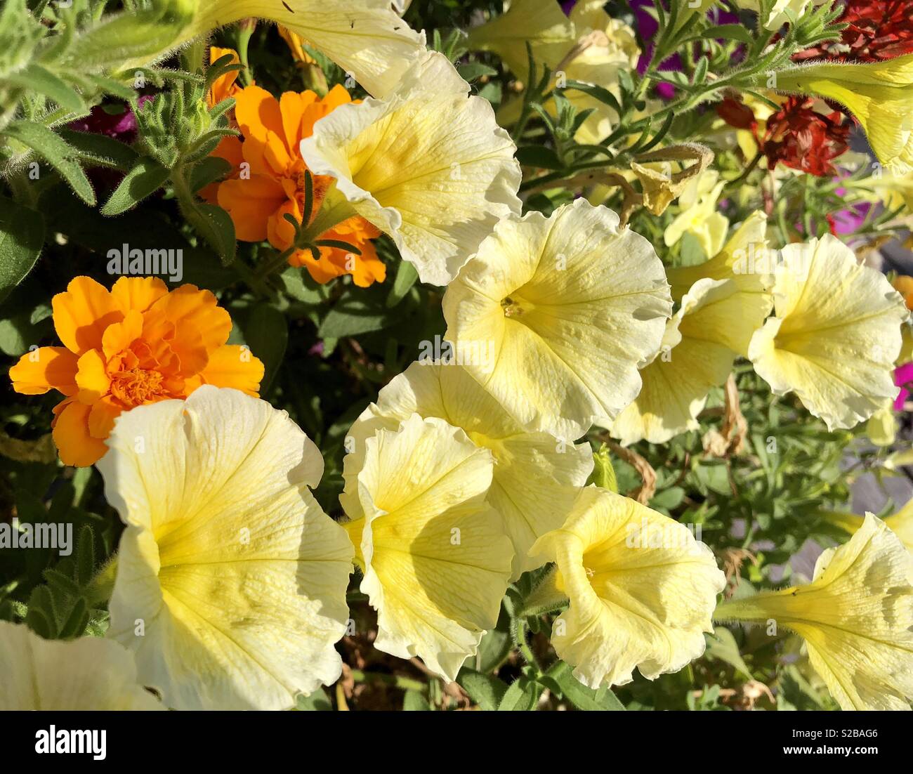 Yellow petunias and orange marigolds in sunshine planted in pots on a