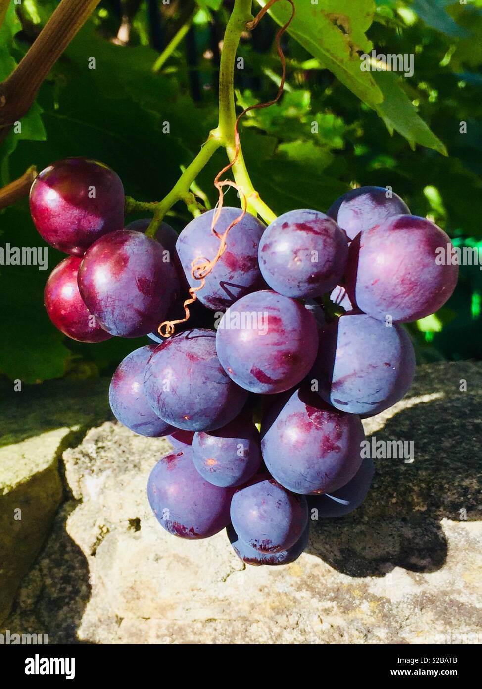 Grapes growing on the vine - Smartphone Captured Stock Image