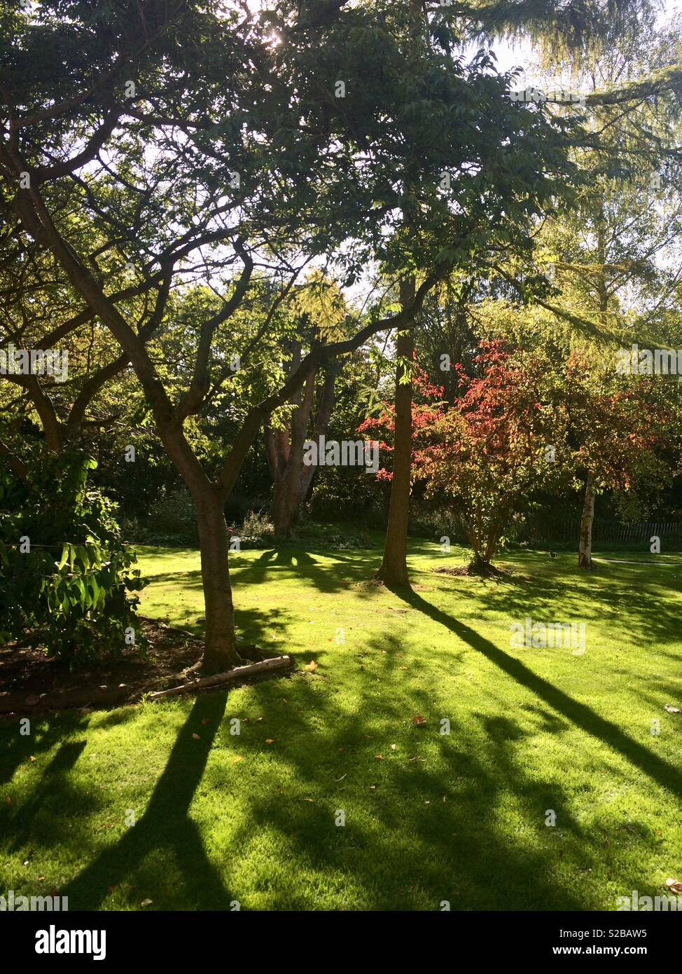 Trees and grass casting shadows in a garden Stock Photo