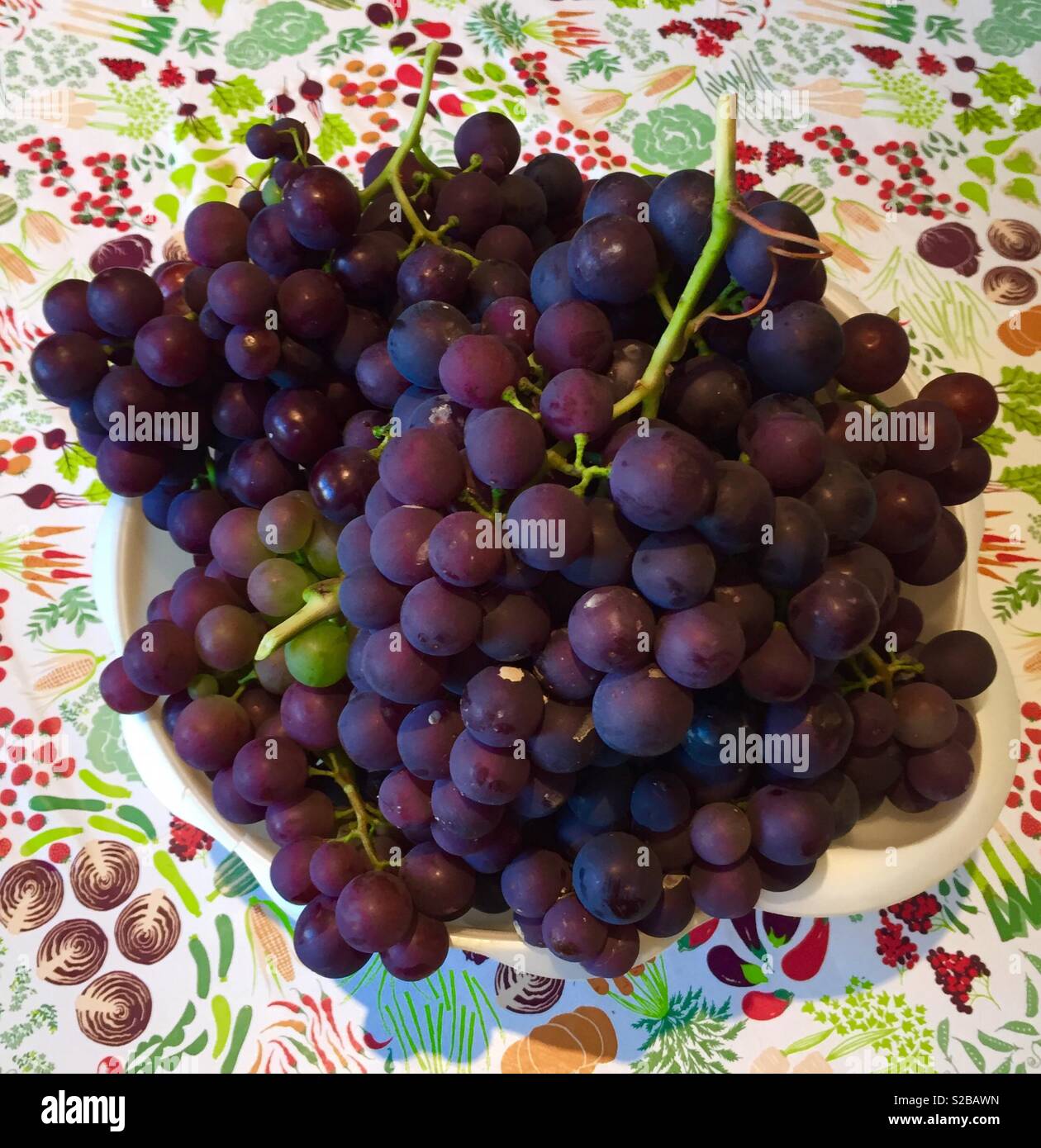 Grape harvest - Smartphone Captured Stock Image