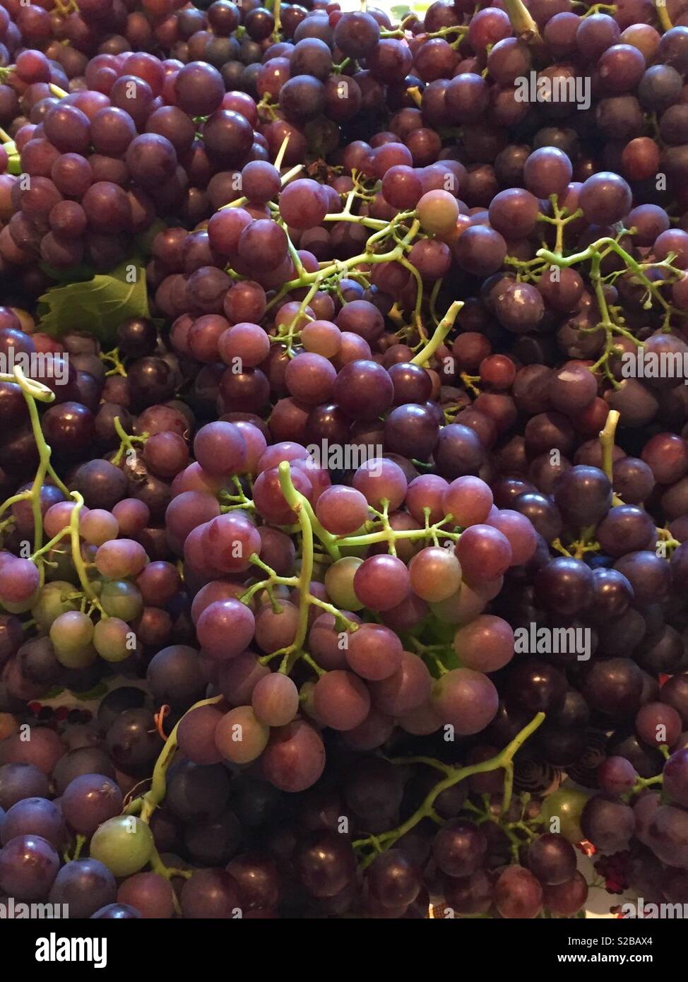 Grape harvest - Smartphone Captured Stock Image