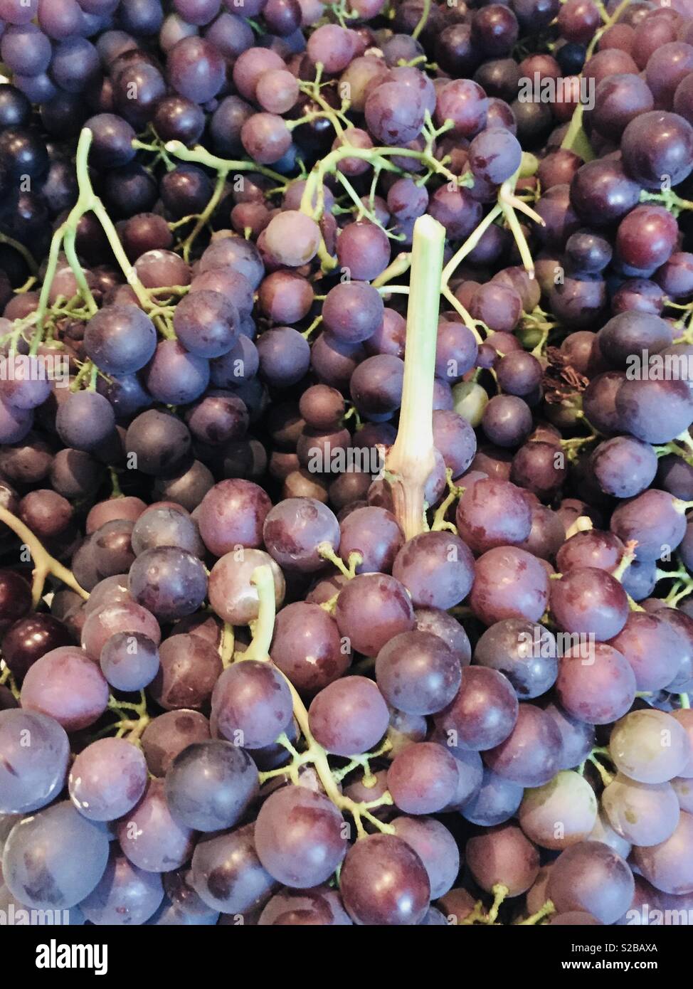 Grape harvest - Smartphone Captured Stock Image