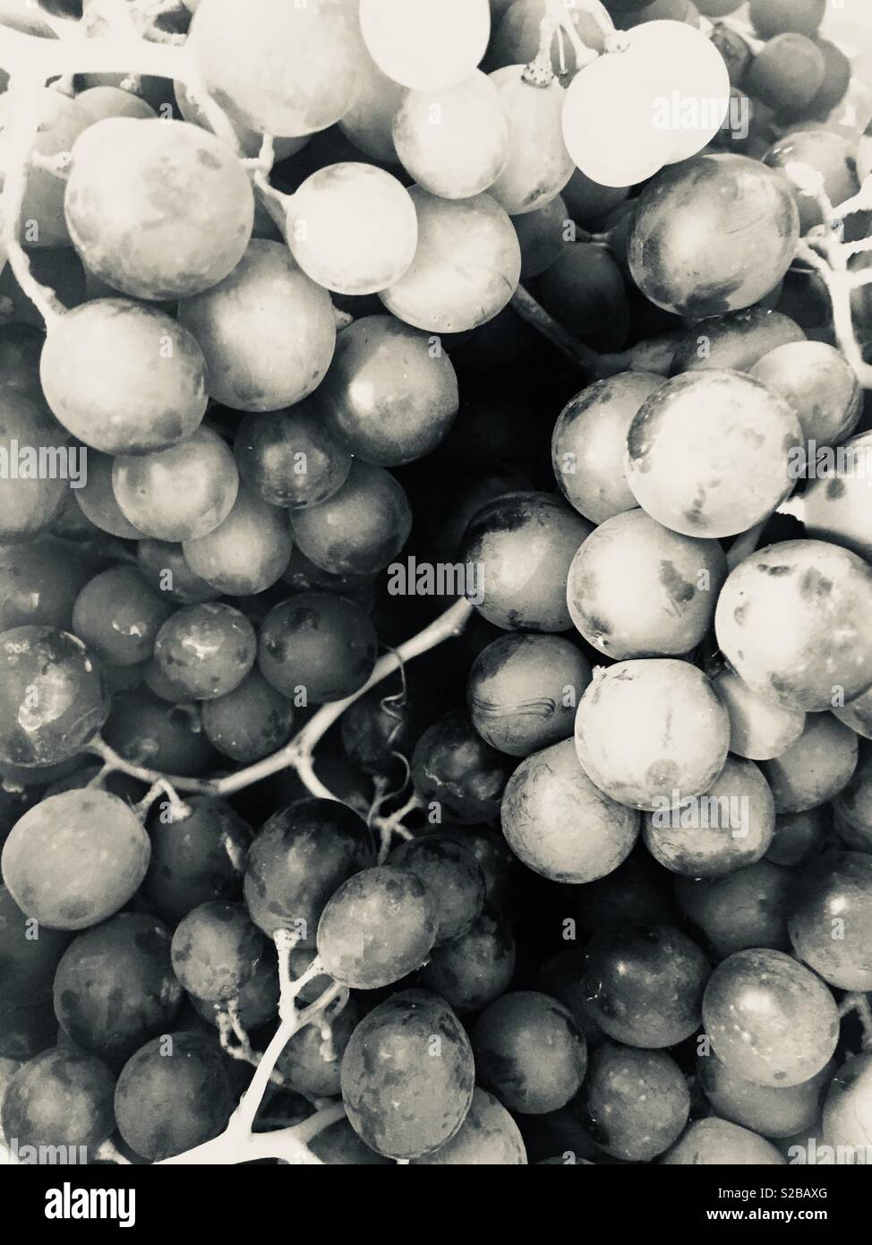Grape harvest - Smartphone Captured Stock Image