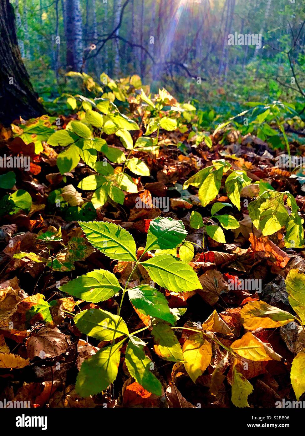 paints of autumn - Smartphone Captured Stock Image