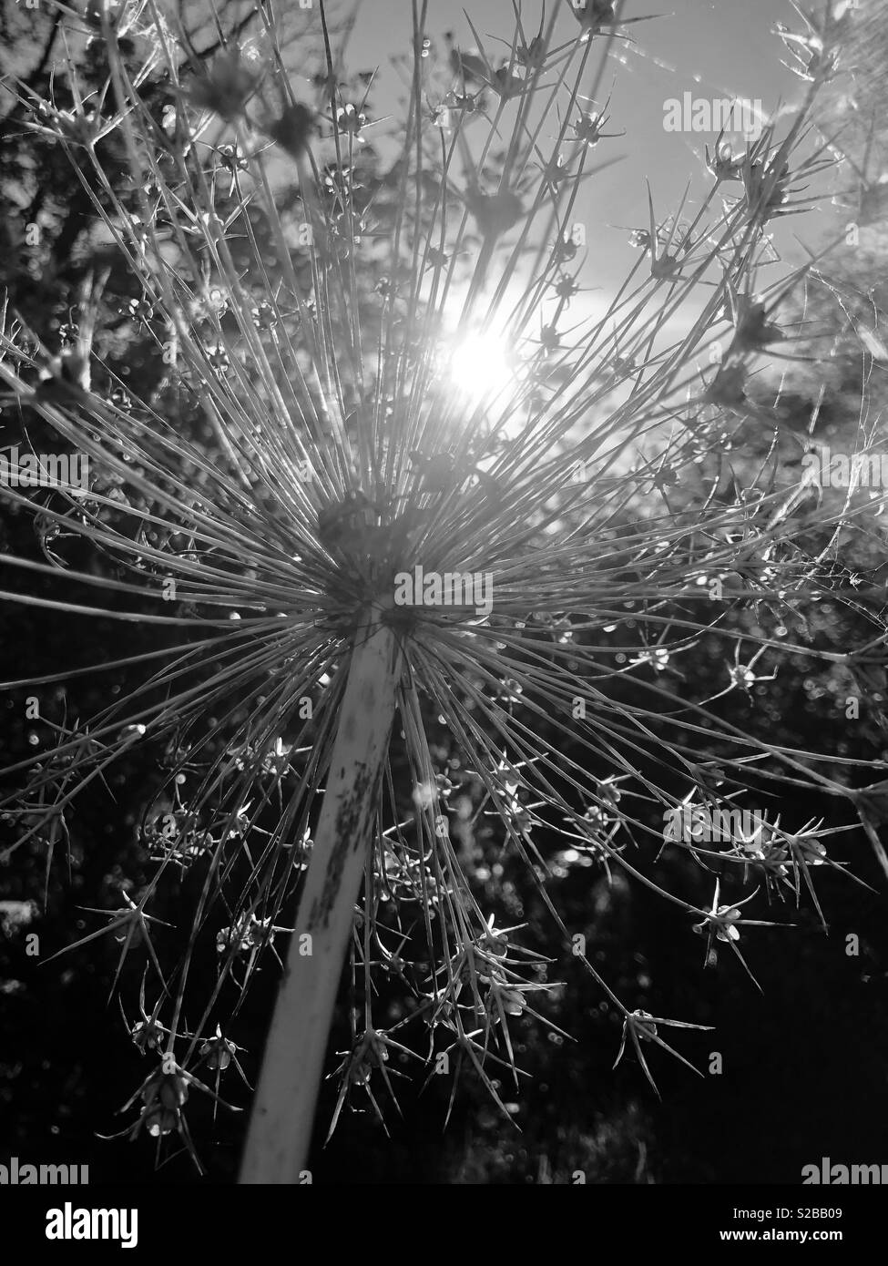 Allium plant Black and White Stock Photos & Images - Alamy