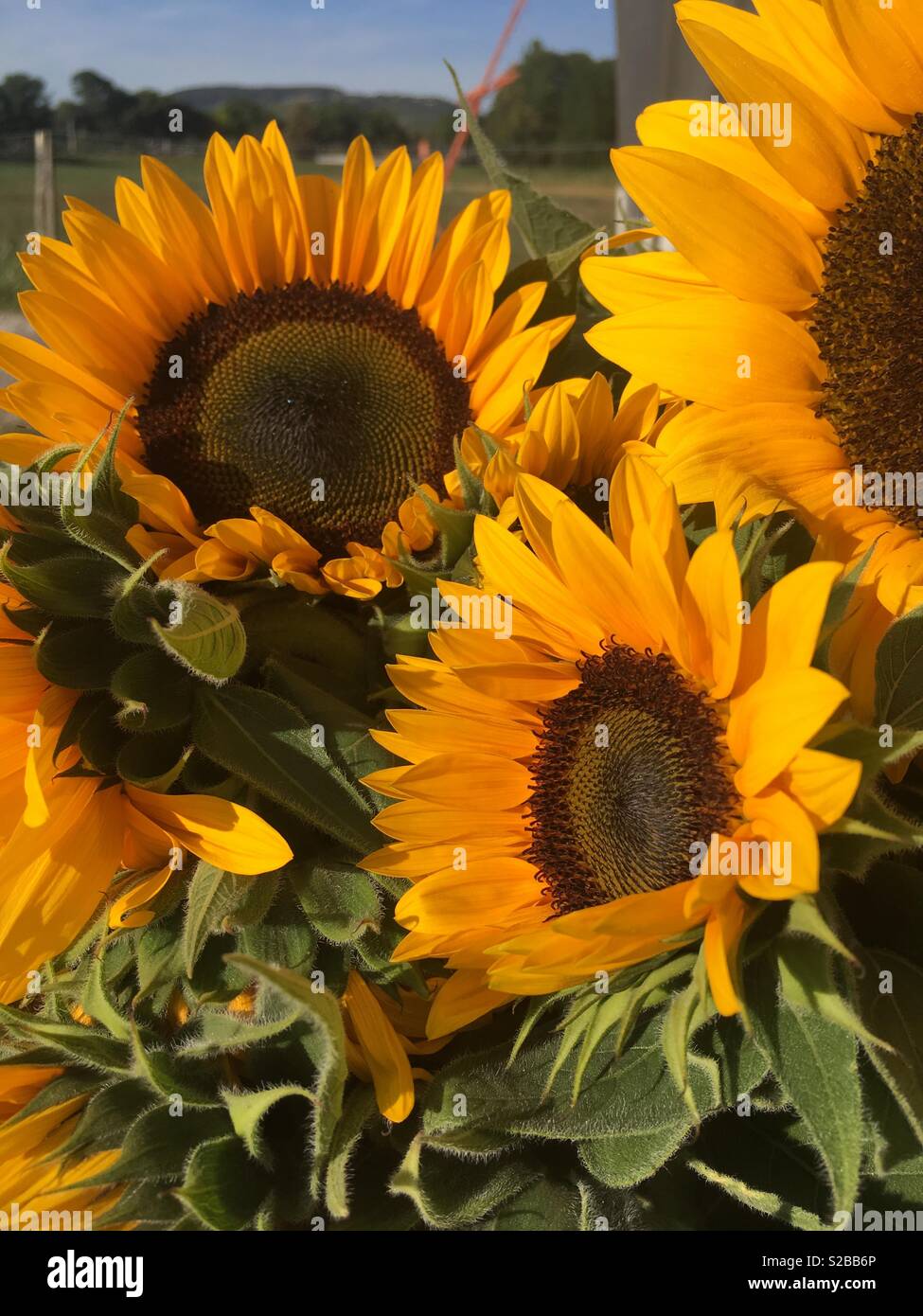 summermood-hi-res-stock-photography-and-images-alamy