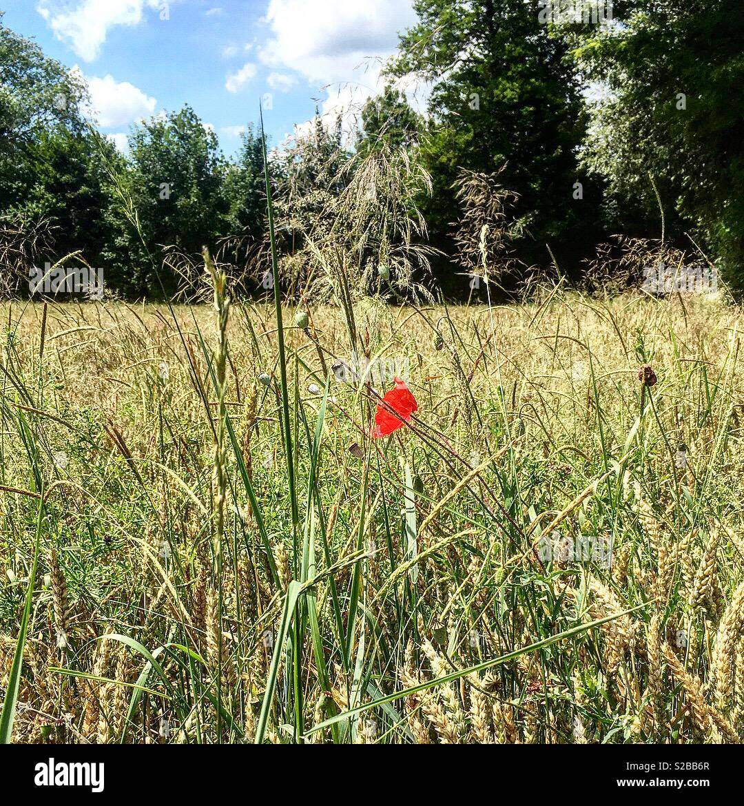One lonely flower on a field Stock Photo - Alamy
