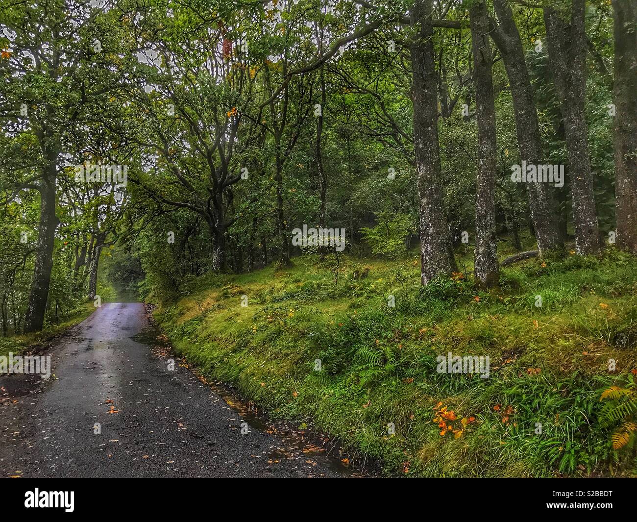 Road to The Garrison of Inversnaid, Loch Lomond and The Trossachs National Park, Scotland - Smartphone Captured Stock Image