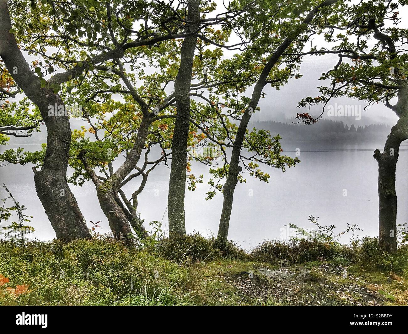 Misty morning over a loch, Loch Lomond and The Trossachs National Park, Perthshire, Scotland - Smartphone Captured Stock Image