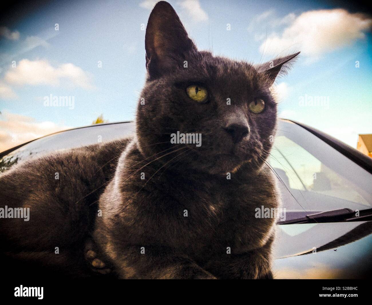 Black cat sat on a car Stock Photo Alamy
