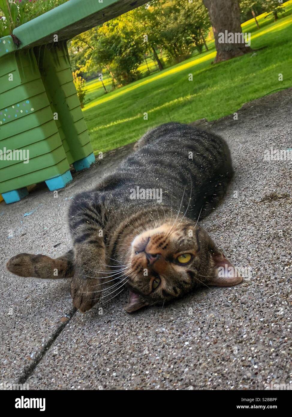 A cat on catnip - Smartphone Captured Stock Image