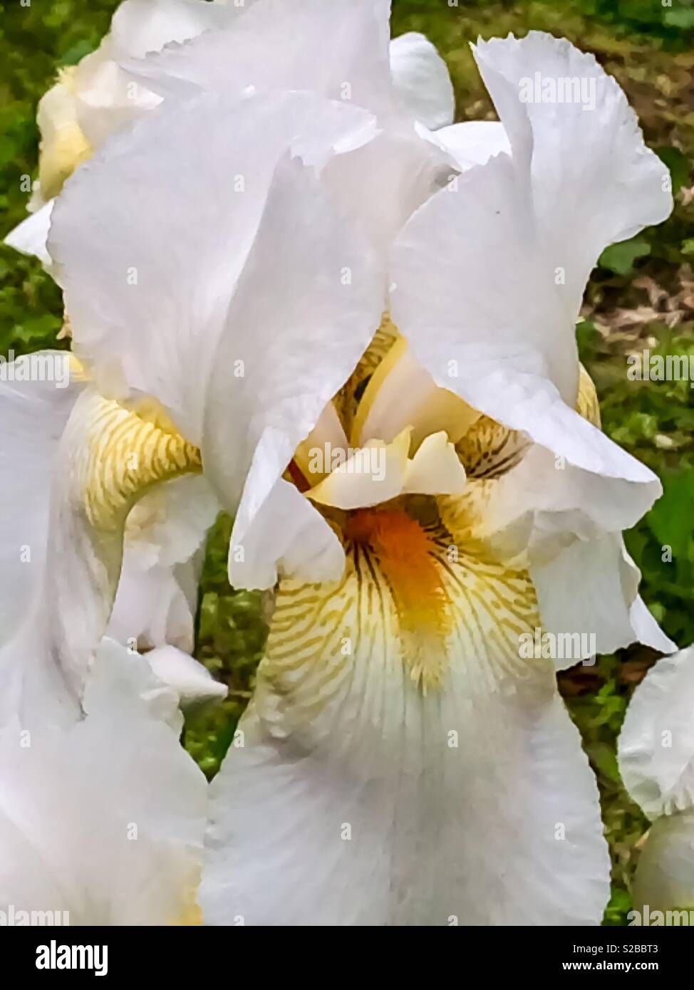 White Iris with Yellow and Orange Stock Photo