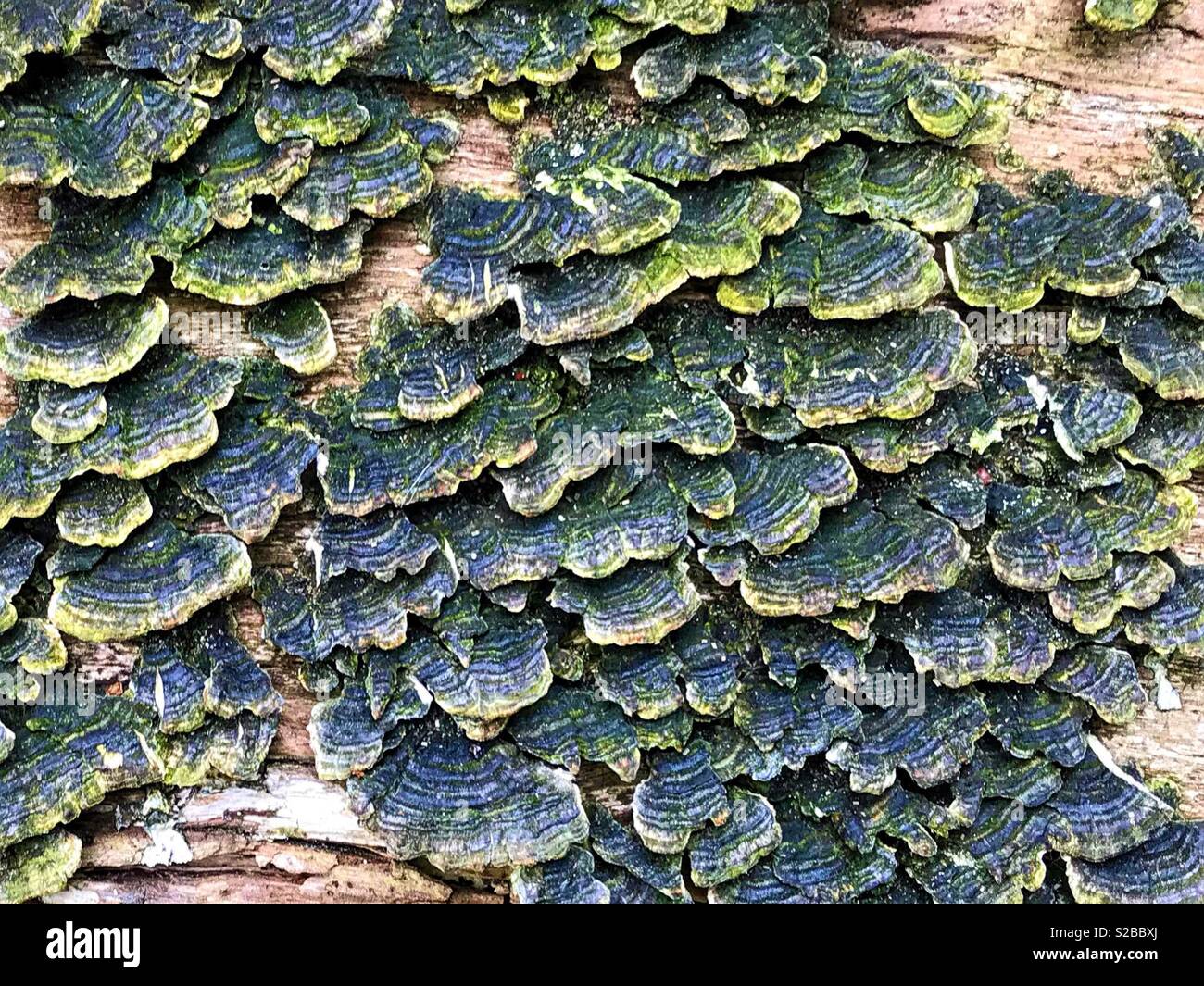 a study in lichen Stock Photo