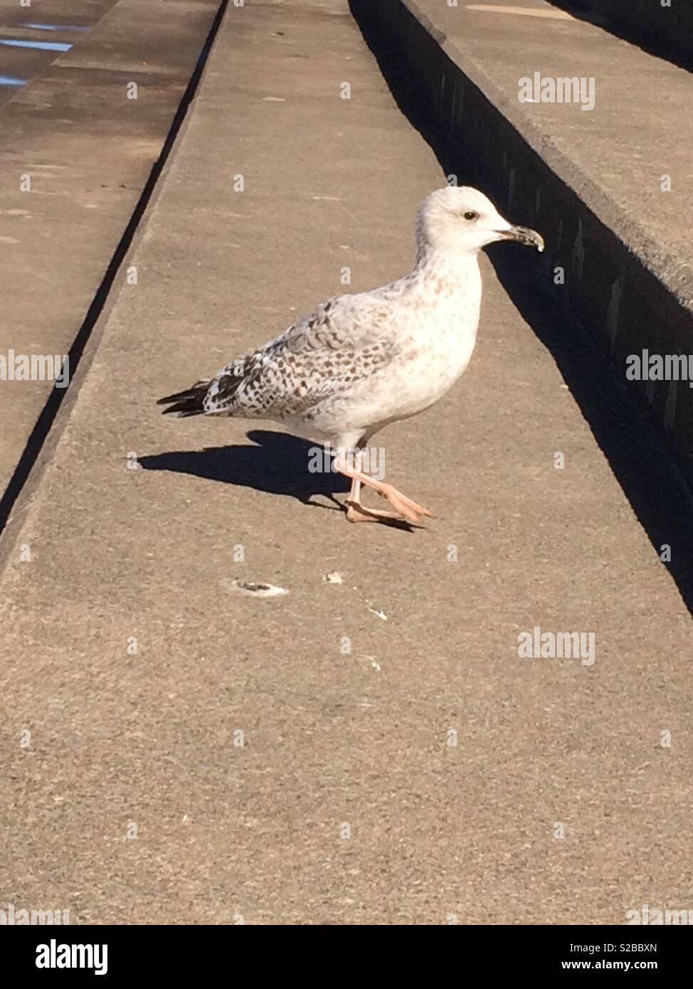 Seagull walking up steps Stock Photo