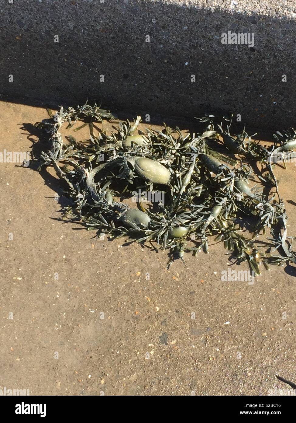 Seaweed on a step looking like Audrey in Little Shop Of Horrors Stock Photo