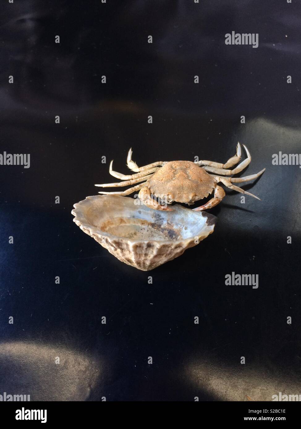 Dead crab with shell Stock Photo
