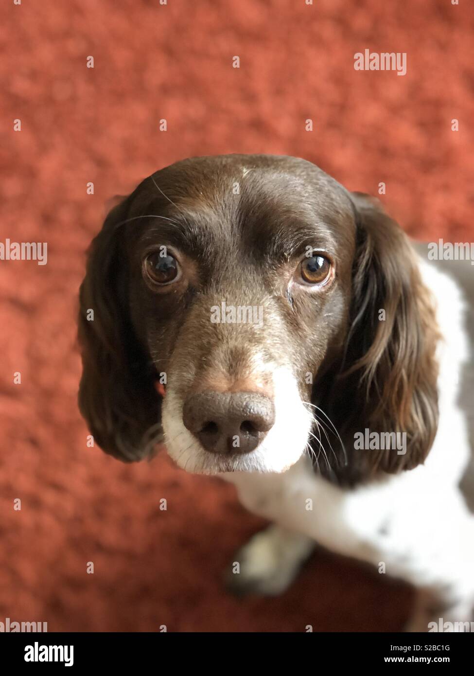 My sad eyes springer “Scobby” - Smartphone Captured Stock Image