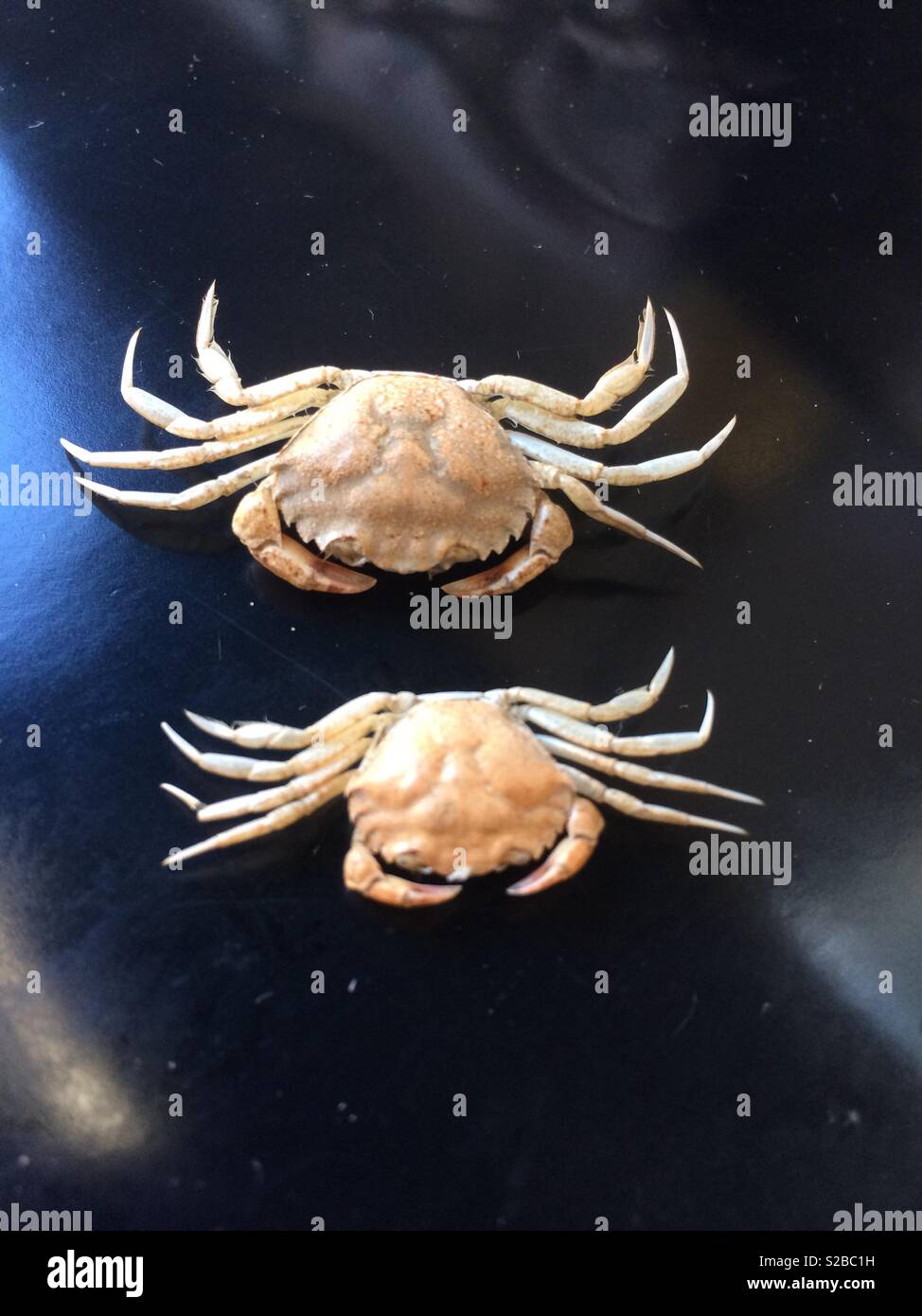 Two dead crabs Stock Photo