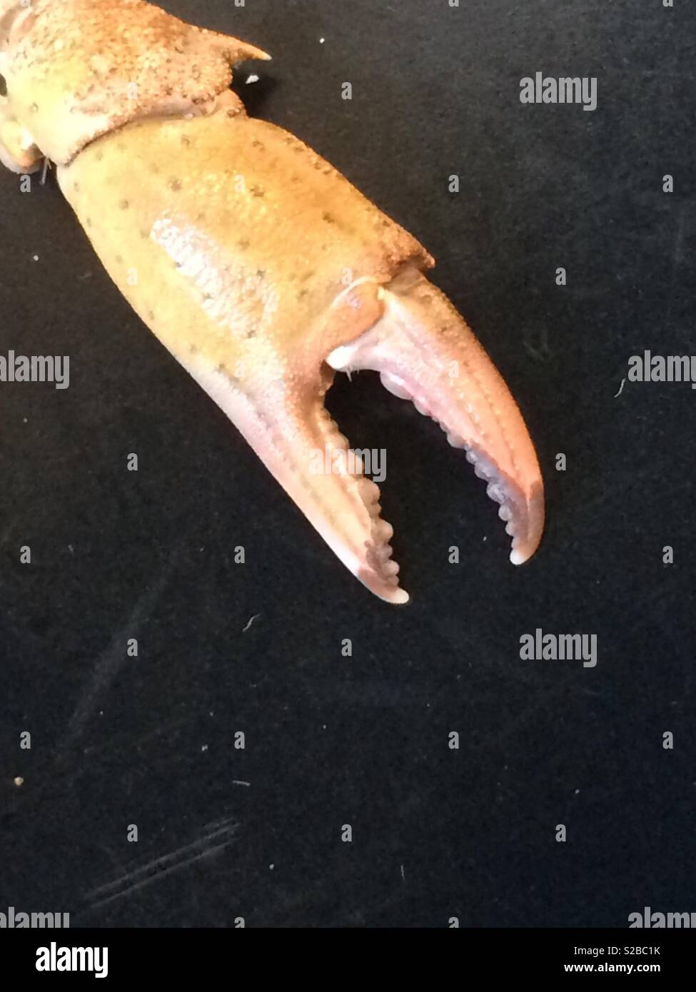 Crab claw Stock Photo