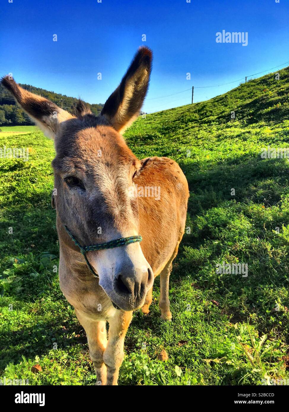 Donky Stock Photo Alamy