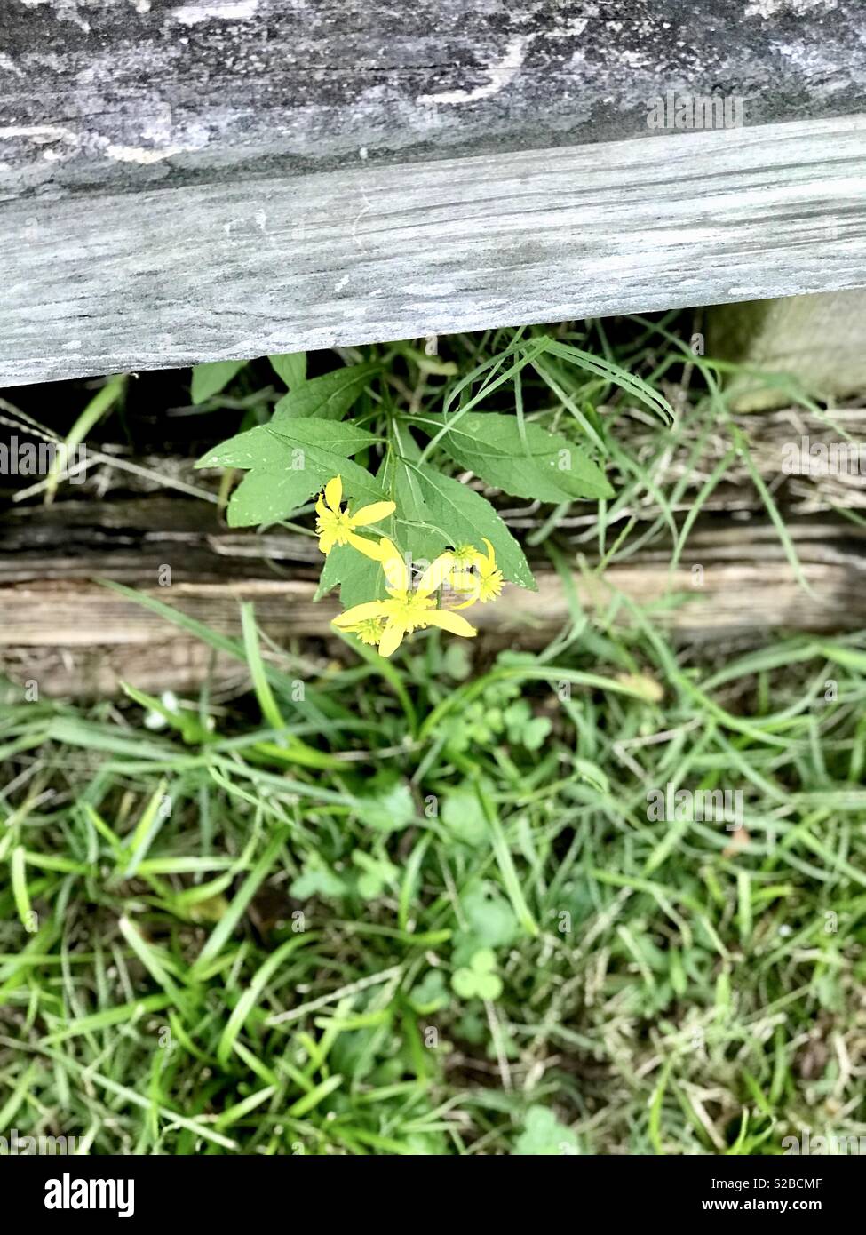 Yellow weed flower hires stock photography and images Alamy