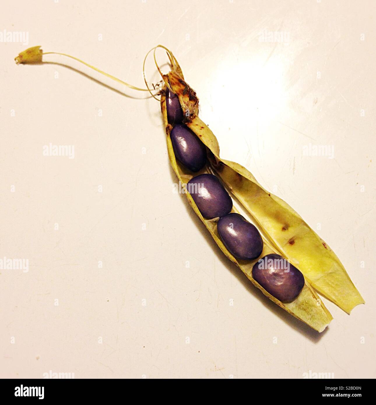 Beans in a pod Stock Photo Alamy