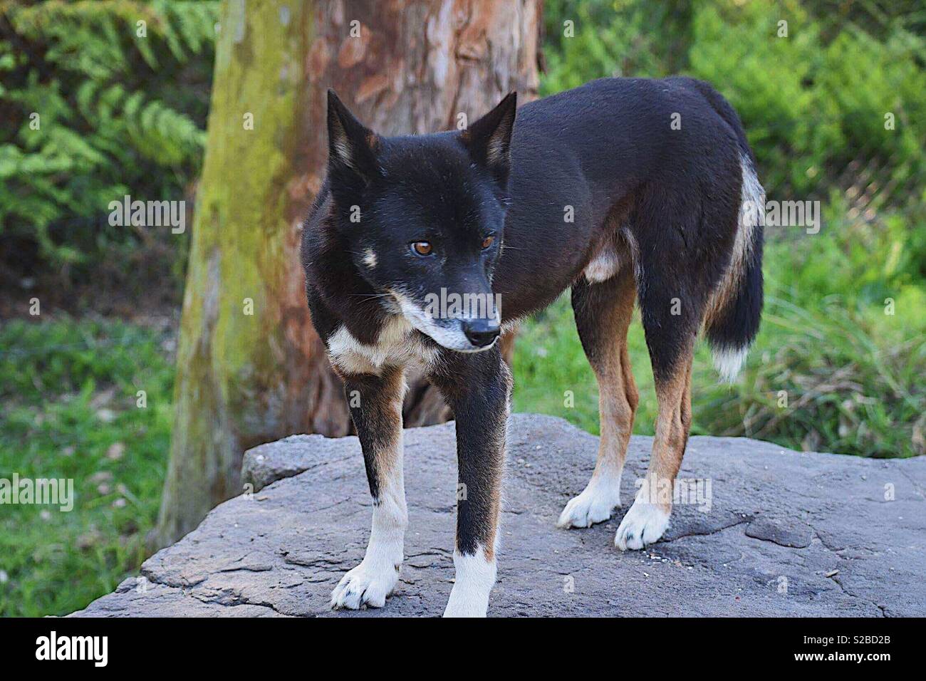 Black Native Australian Dingo Stock Photo