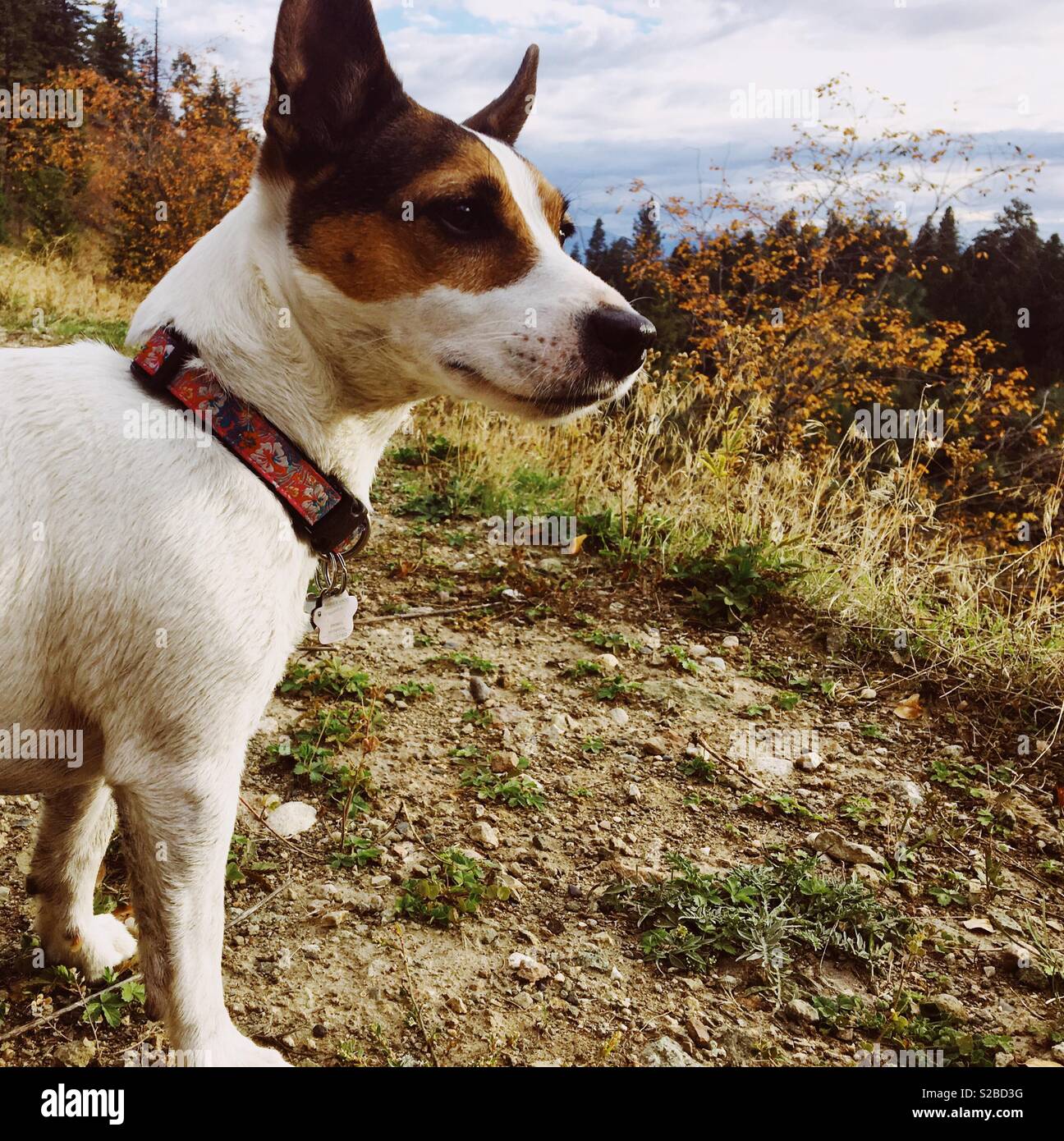 Jack Russell Terrier dog outdoors on a sunny fall day. Stock Photo
