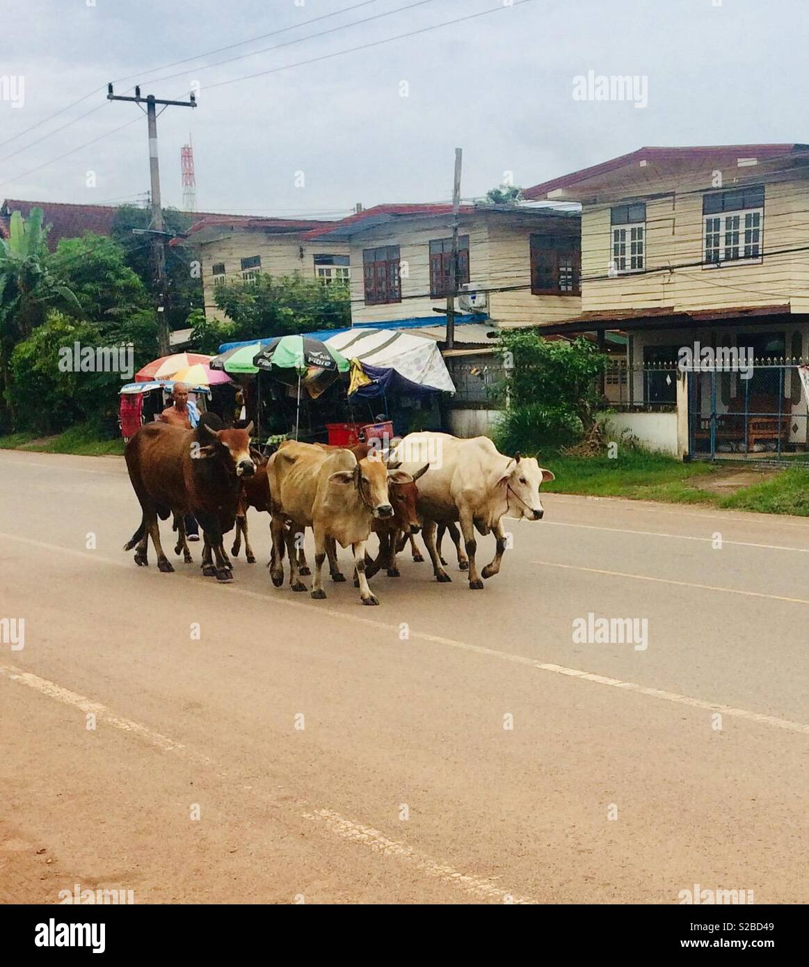 Thai cows walking in main road through a village in Isaan, Northern