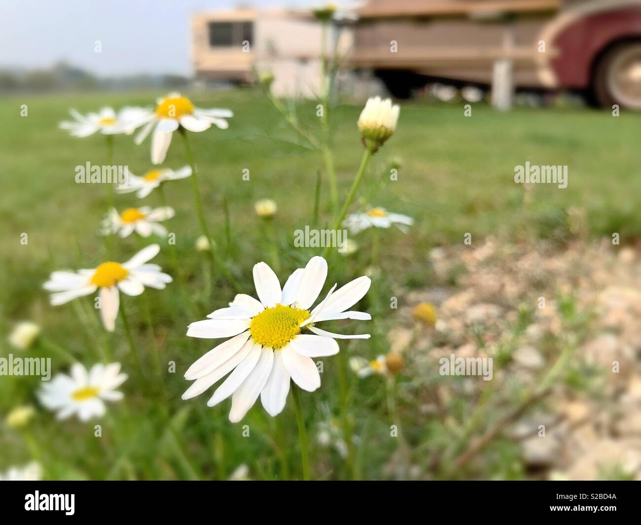 Oxeye daisies growing wild in a campground in Alberta, Canada Stock