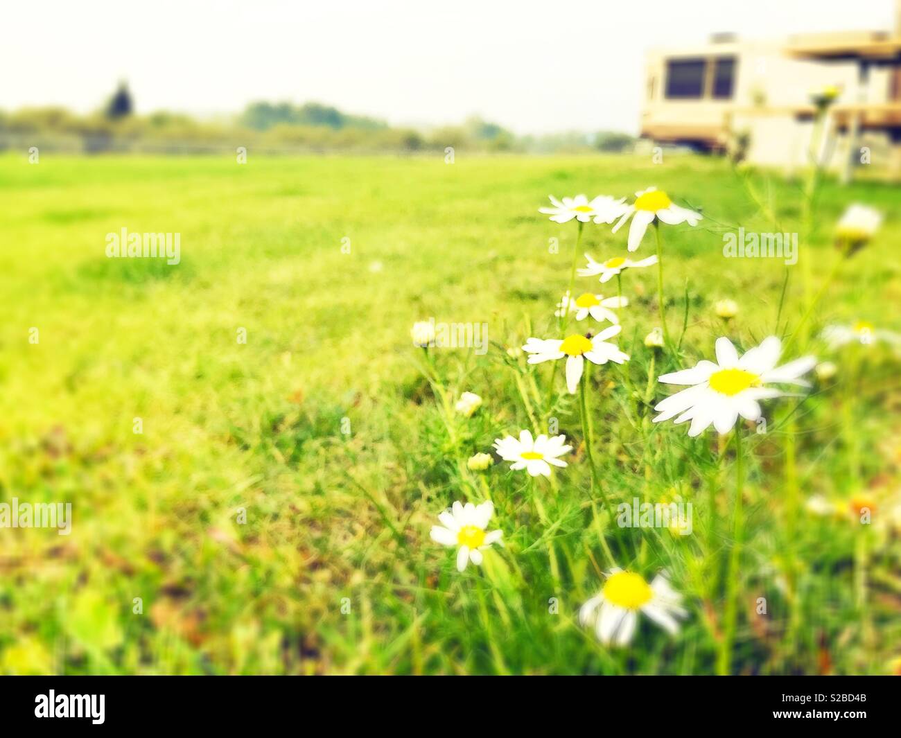Oxeye daisies grow wild in a campground in Alberta, Canada Stock Photo