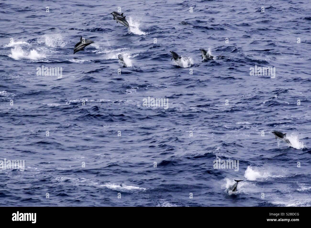 North Pacific Ocean dolphins Stock Photo
