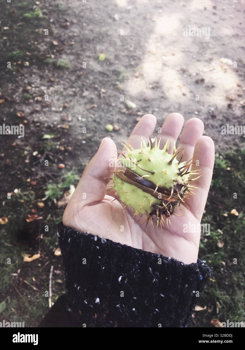 Conker tree horse chestnut - Smartphone Captured Stock Image
