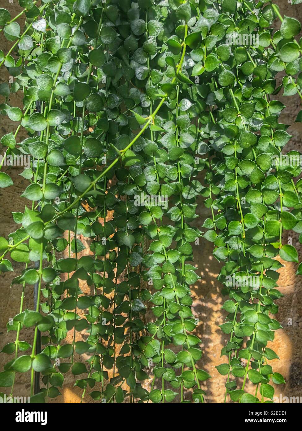 Hanging indoor plant in sunlight Stock Photo Alamy