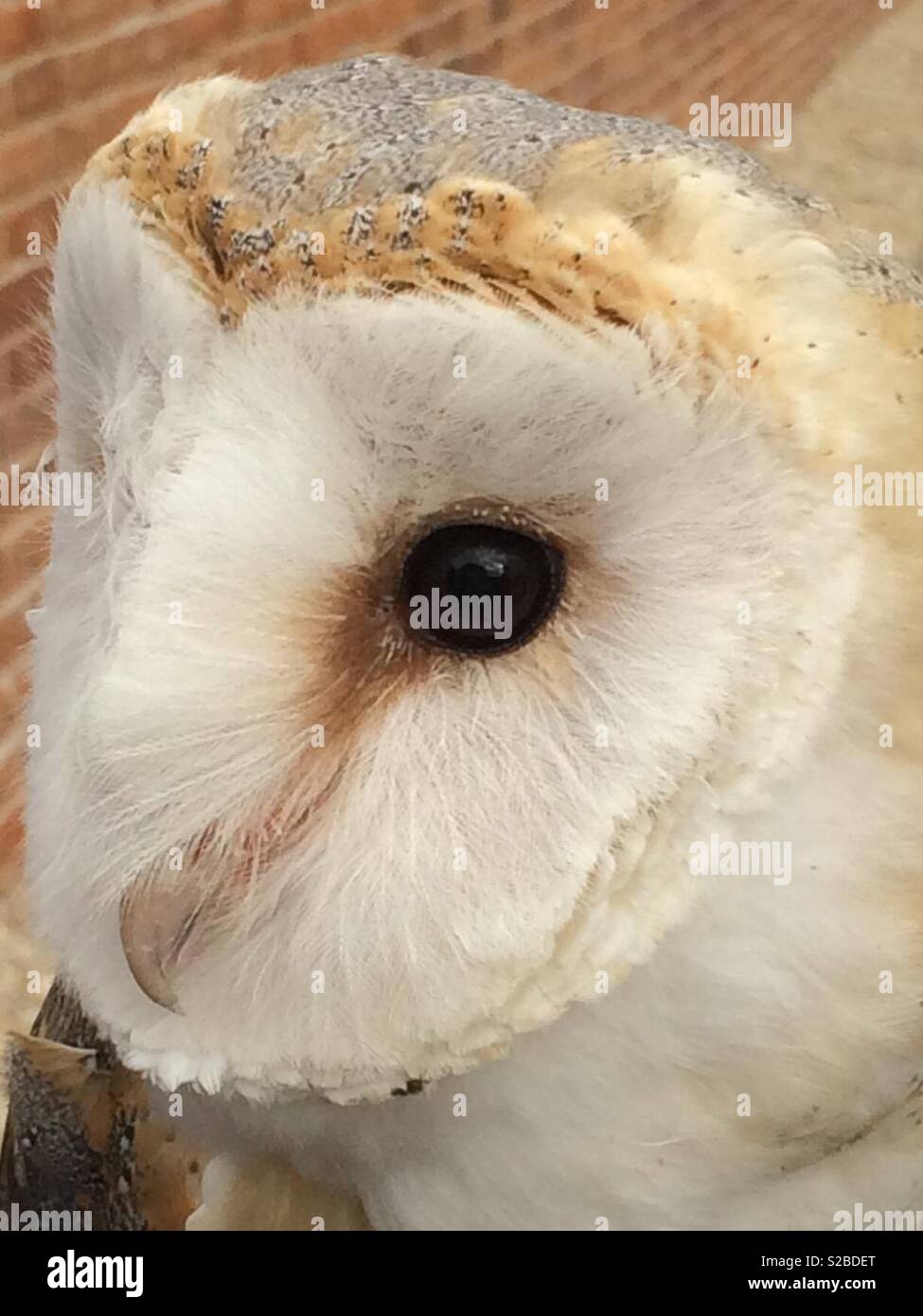 Barn owl head close-up Stock Photo
