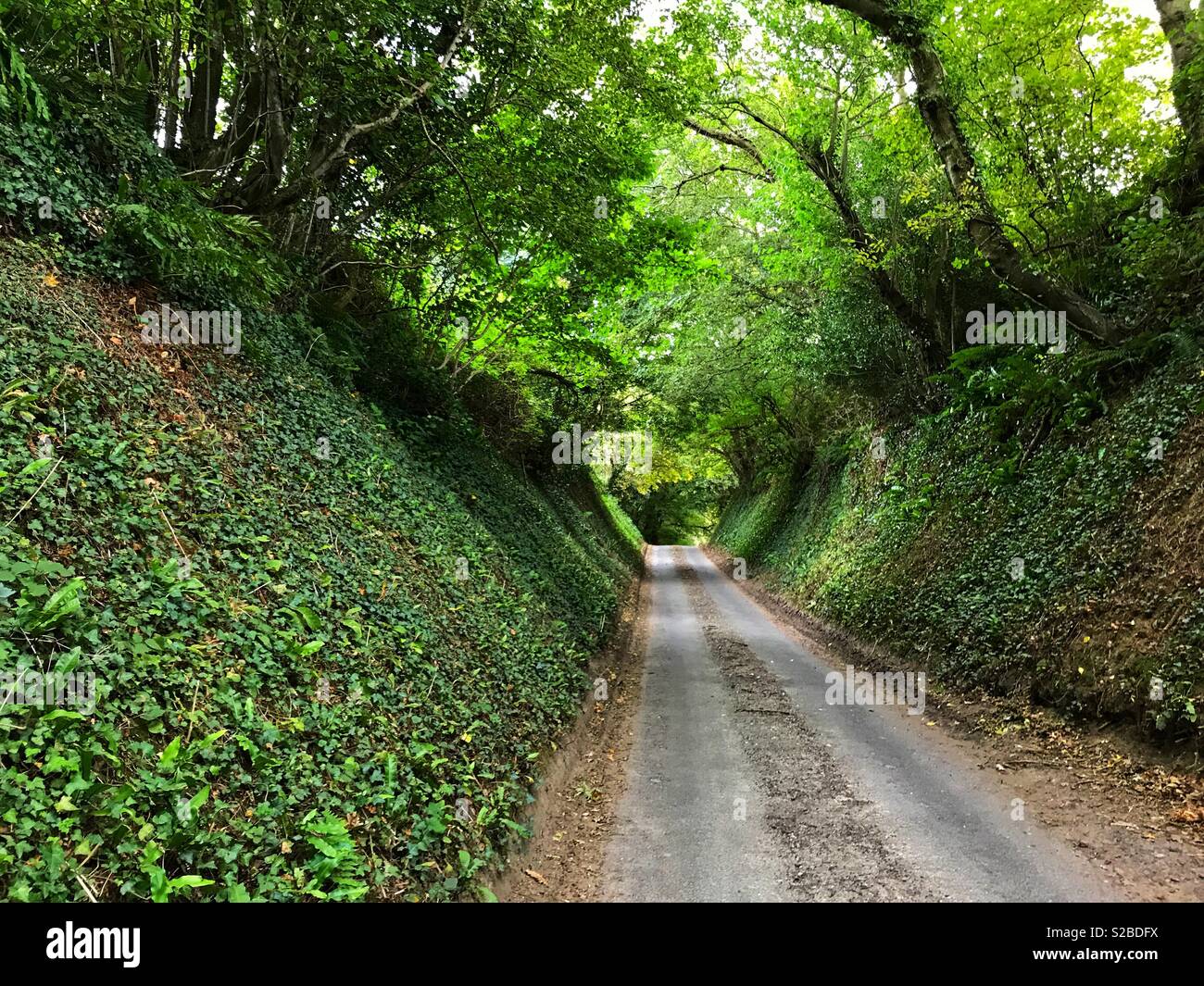 Tunnel of trees, country lane, Somerset, England Stock Photo