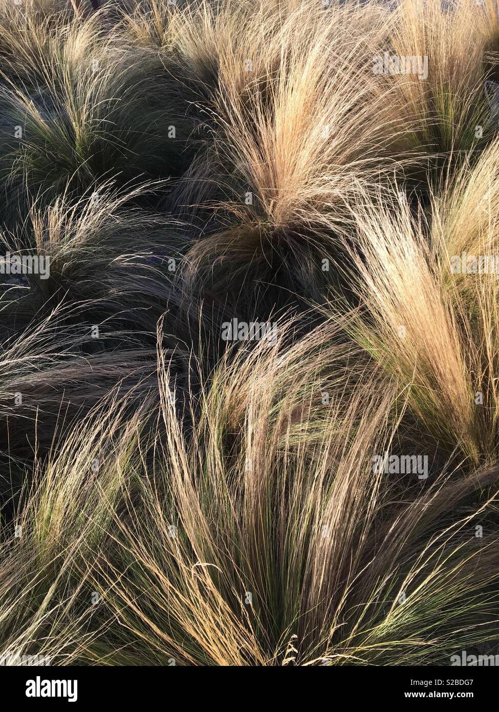 Clumps of grasses hi-res stock photography and images - Alamy