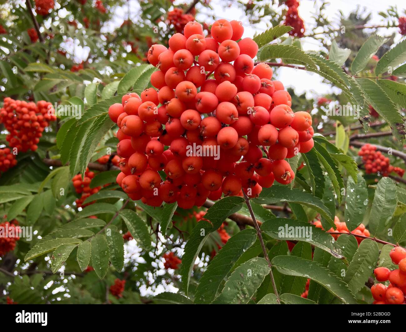 Autumn berries Stock Photo