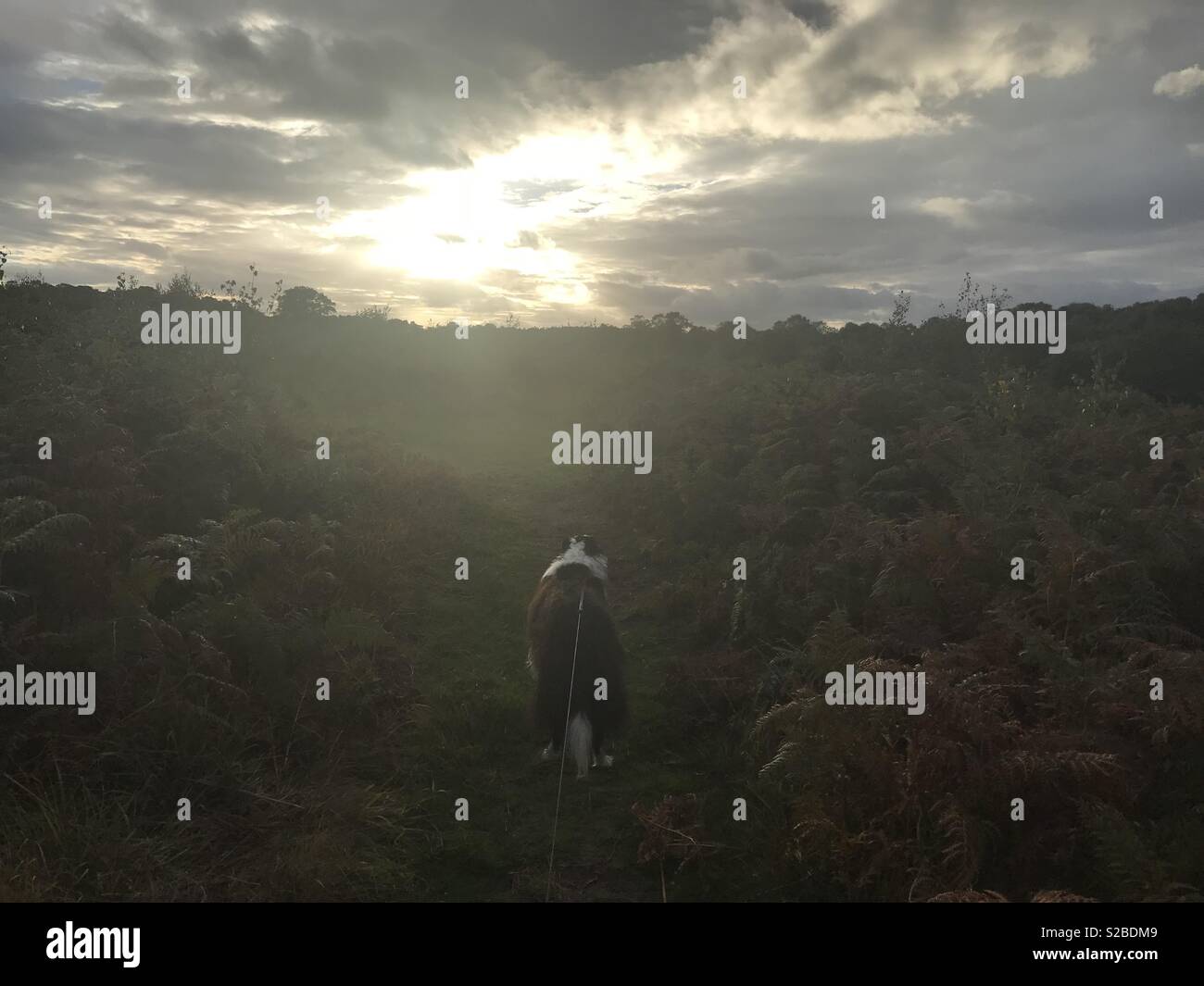 Sun setting on a dog walk on Cannock Chase, Staffordshire Stock Photo