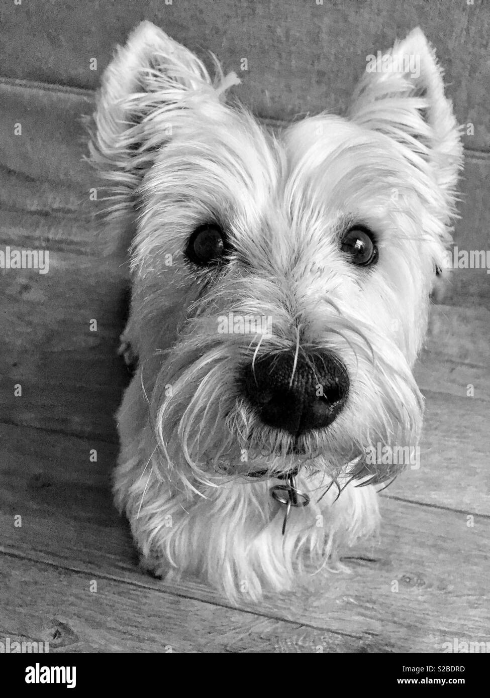 westie black and white