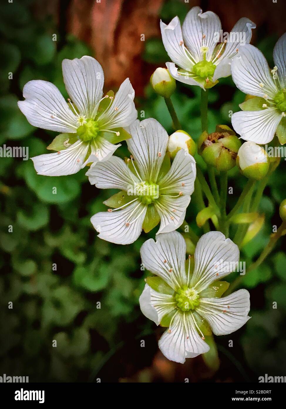 Carnivorous plants - Venus Flytrap in flower Stock Photo