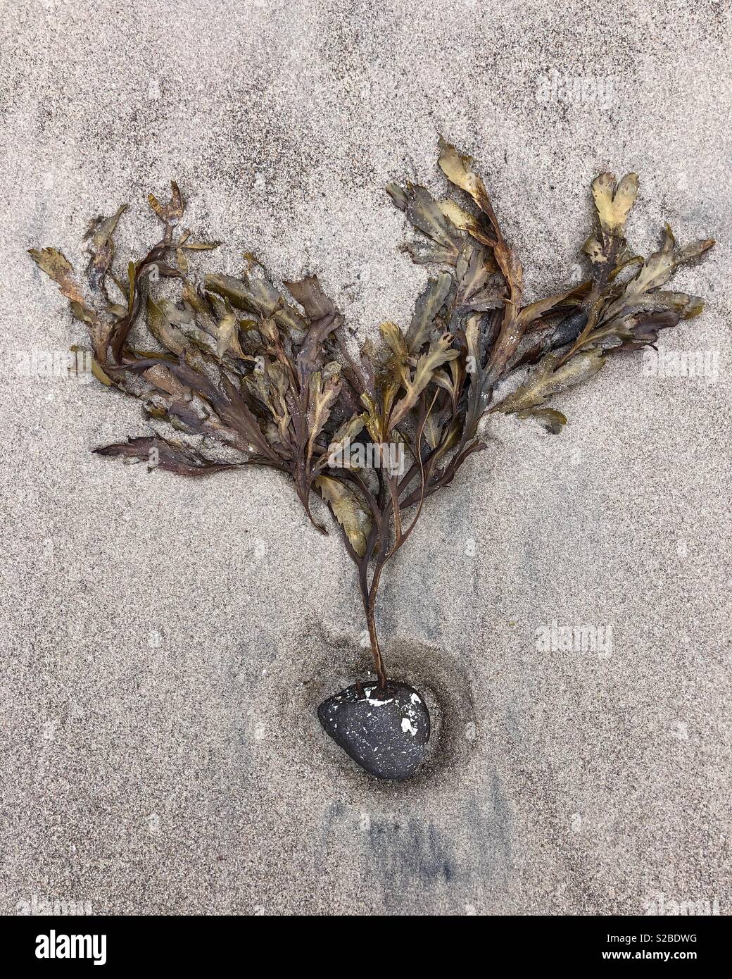 Beach Tree - Smartphone Captured Stock Image