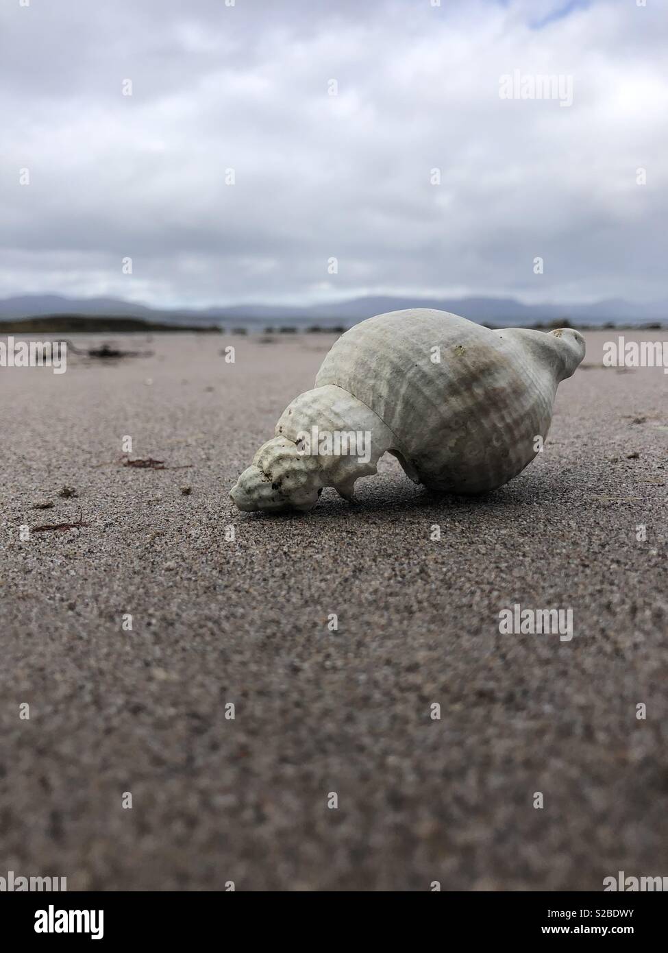 Lonely Shell - Smartphone Captured Stock Image