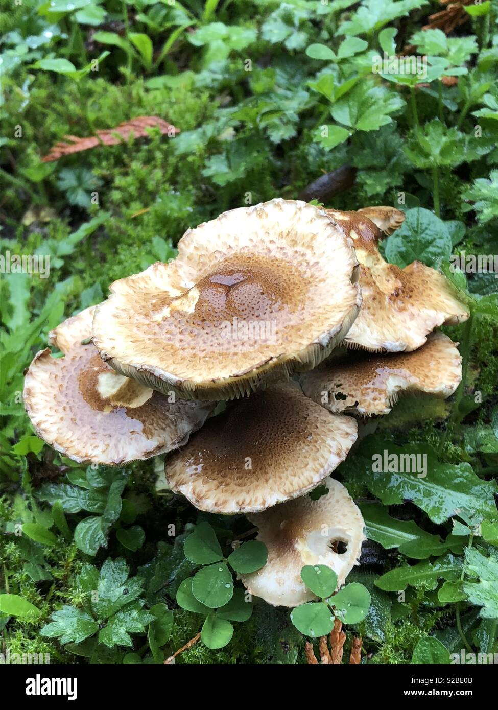 Cluster of mushrooms growing on many levels Stock Photo Alamy