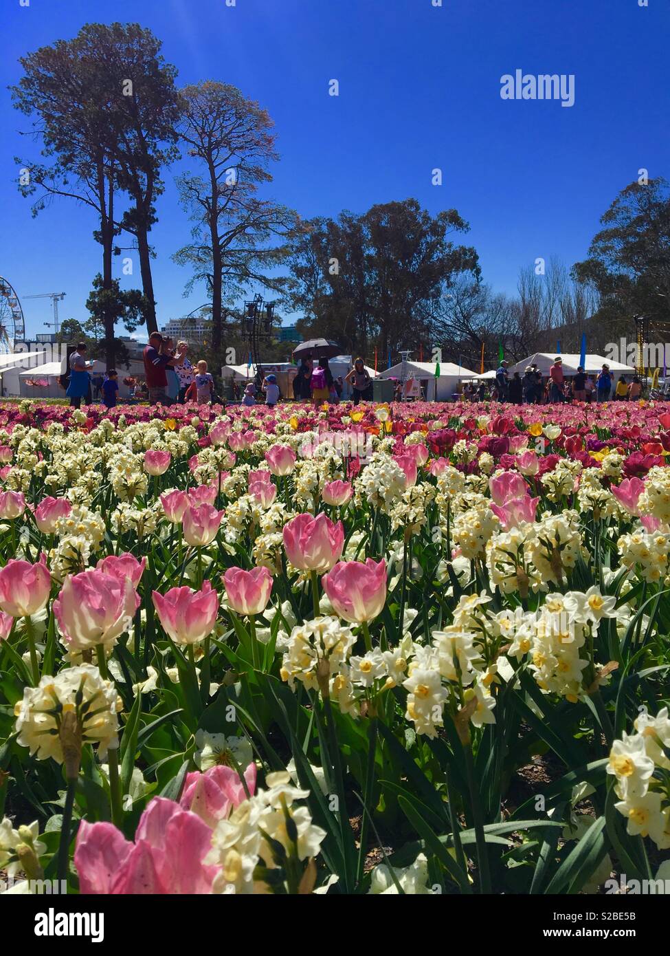 Springtime Flower Festival in Canberra Australia - Smartphone Captured Stock Image