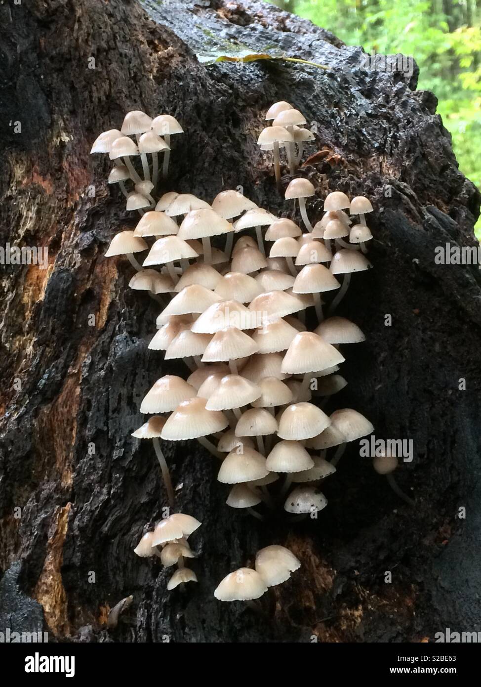 Small mushrooms growing on a dead log Stock Photo